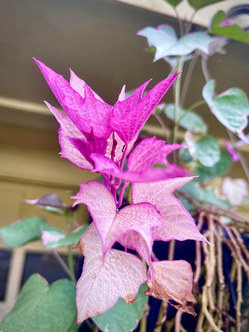Sweet Potato Vine (Ipomoea batatas)