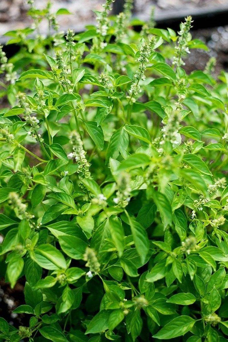 Lemon Basil