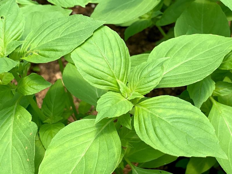 Lemon Basil