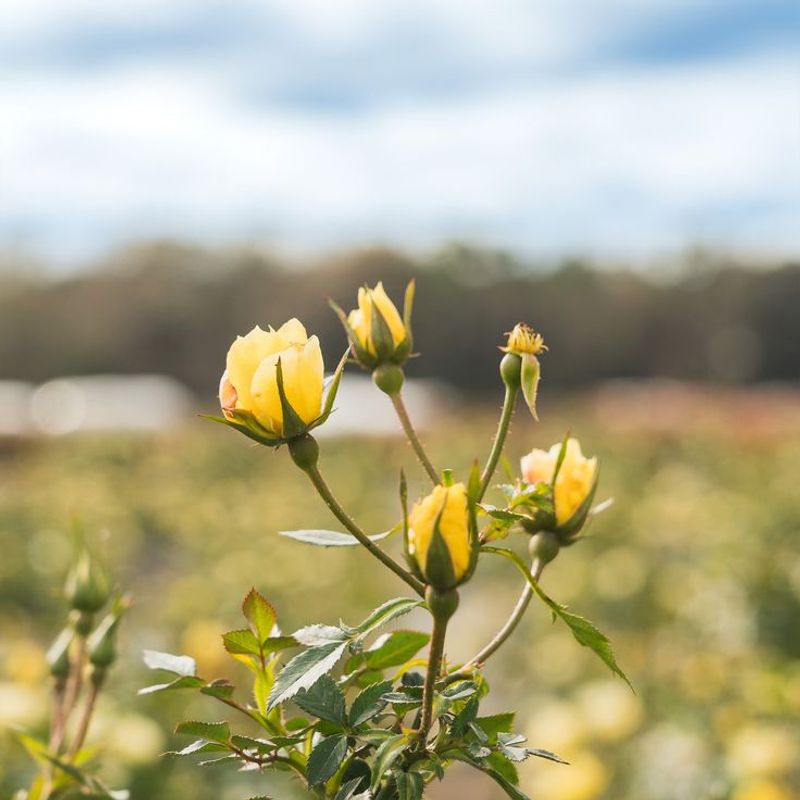 Lemon Drift Rose
