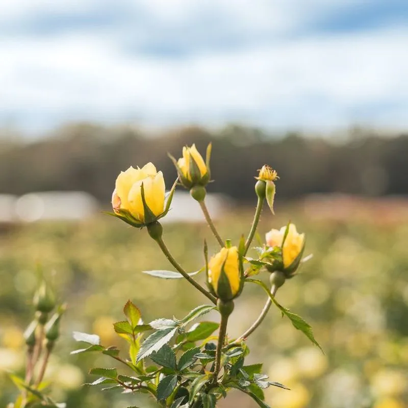 Lemon Drift Rose