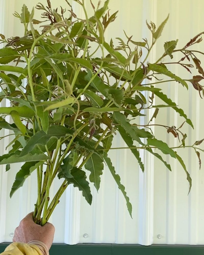 Lemon Eucalyptus