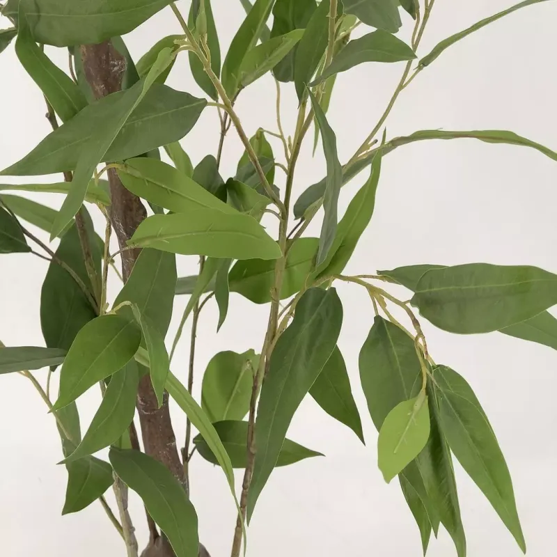 Lemon Eucalyptus