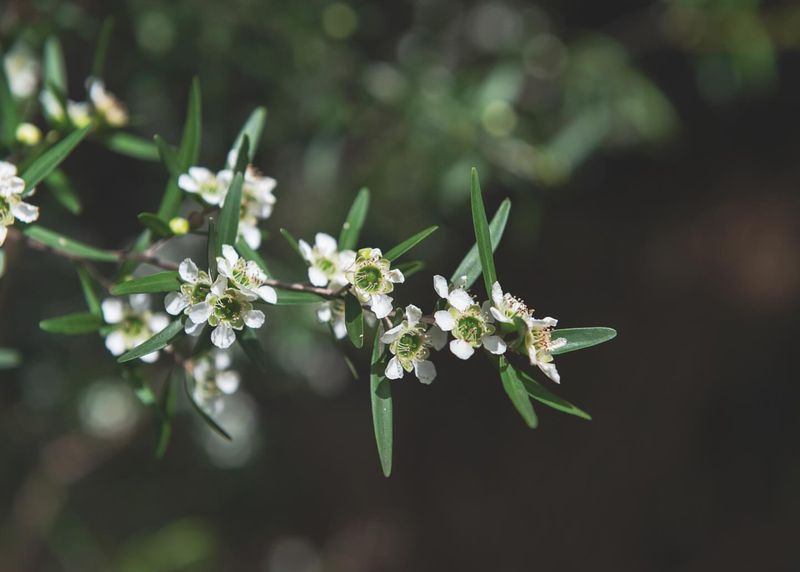 Lemon-Scented Tea Tree