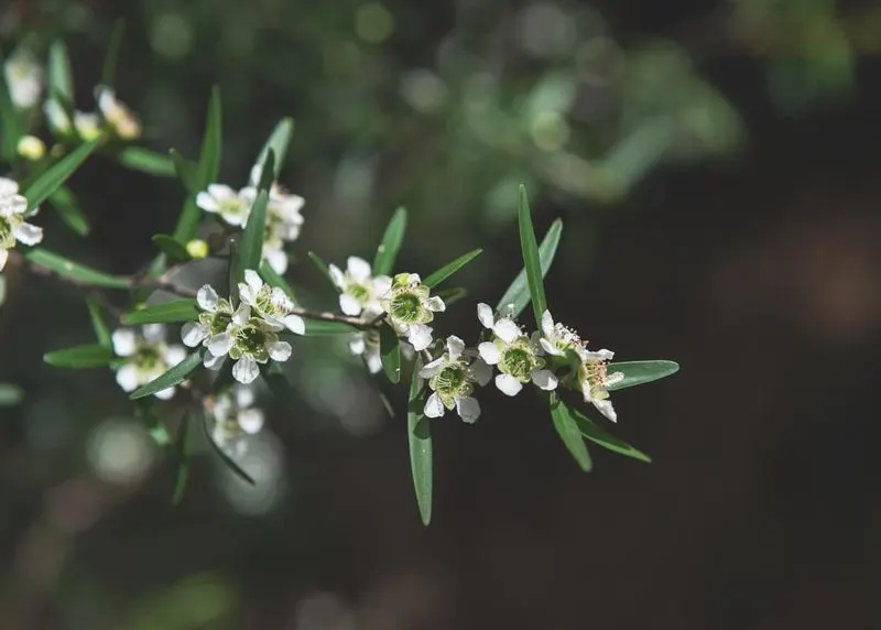 Lemon-Scented Tea Tree