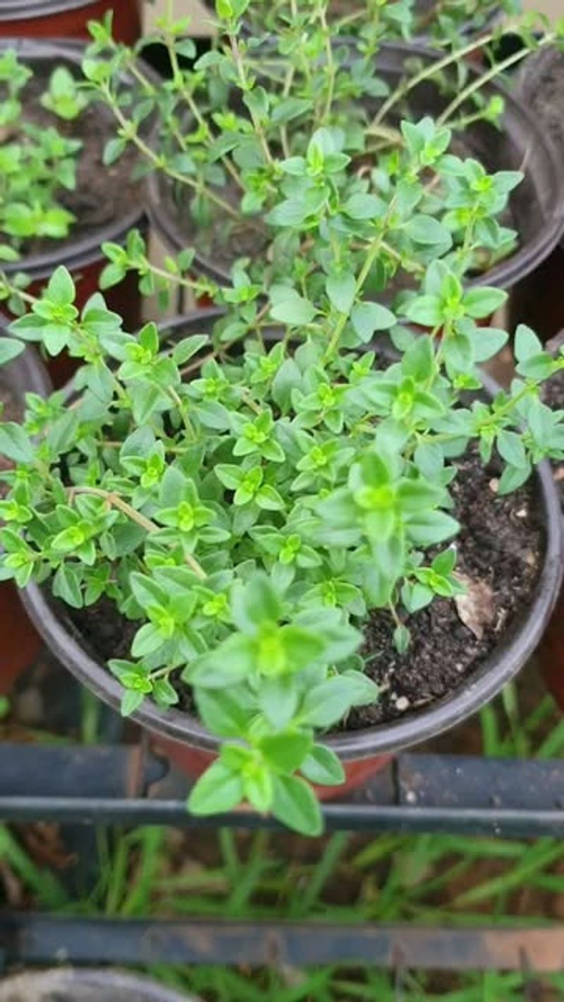 Lemon Thyme