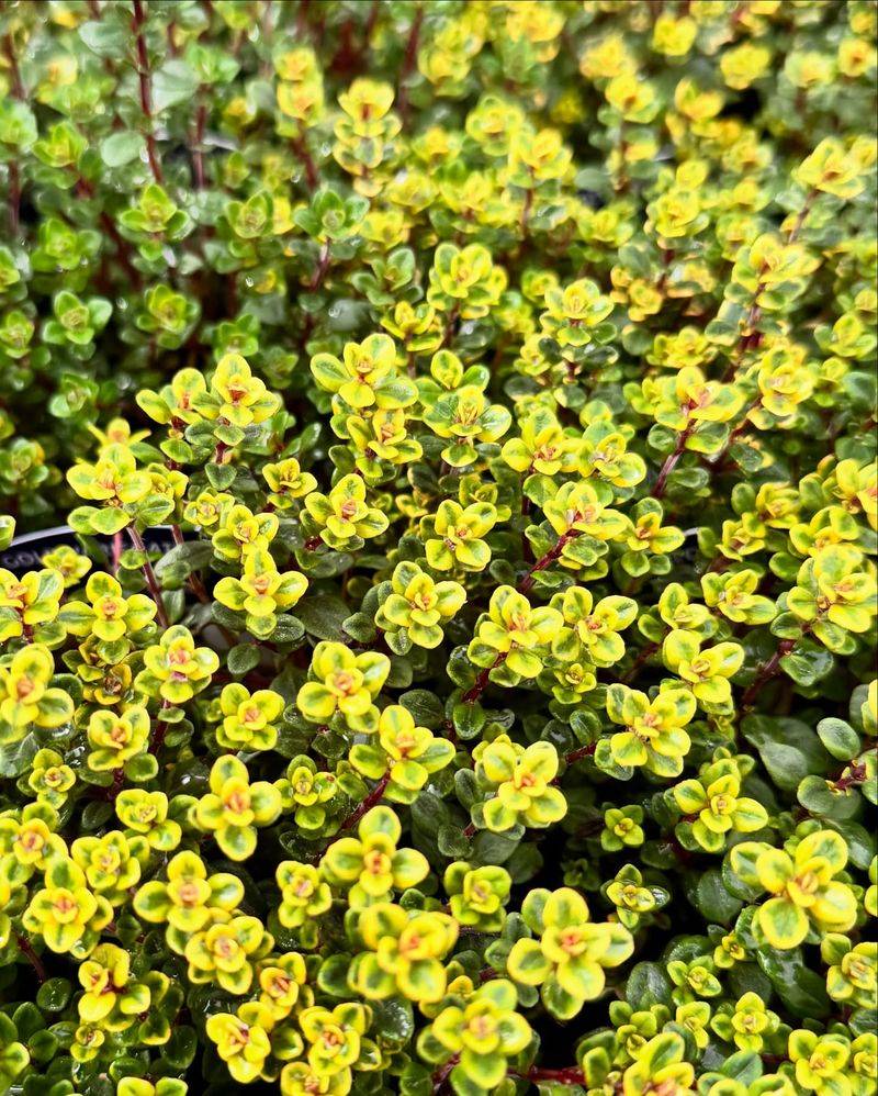 Lemon Thyme