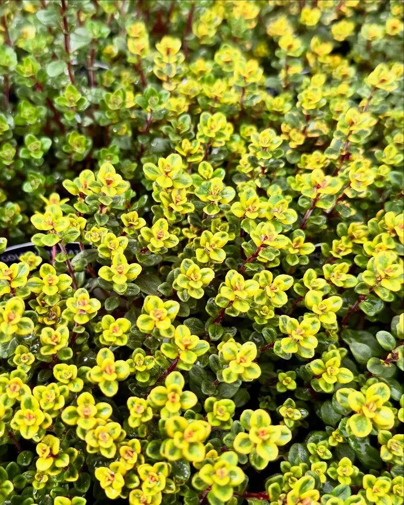 Lemon Thyme