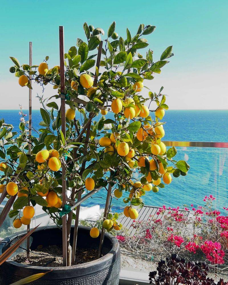 Lemon Tree