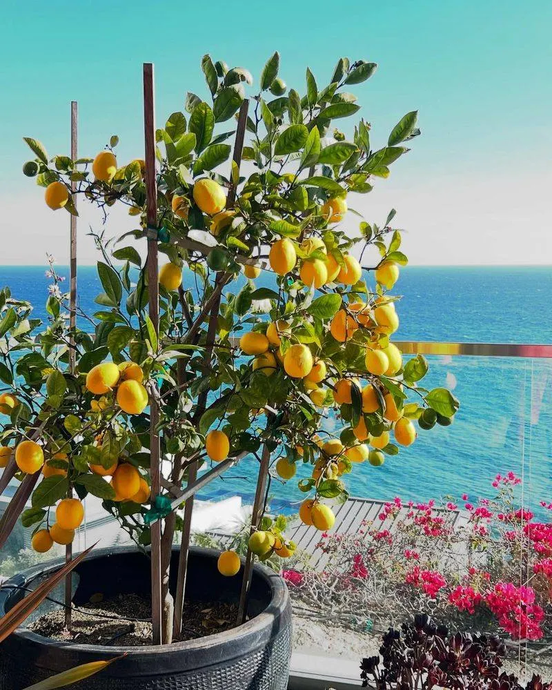 Lemon Tree