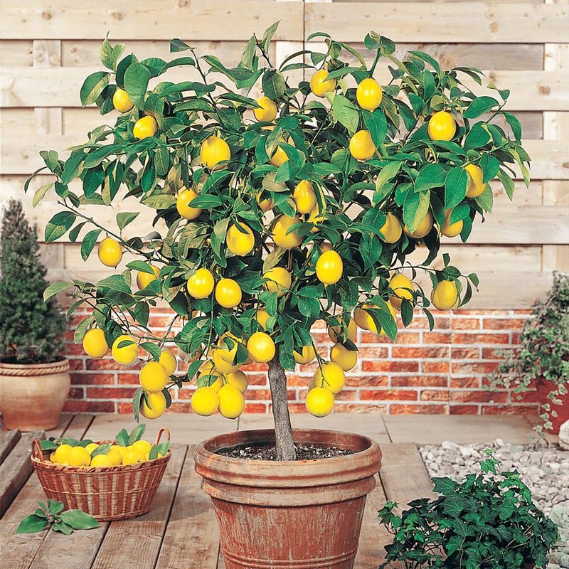 Lemon Tree