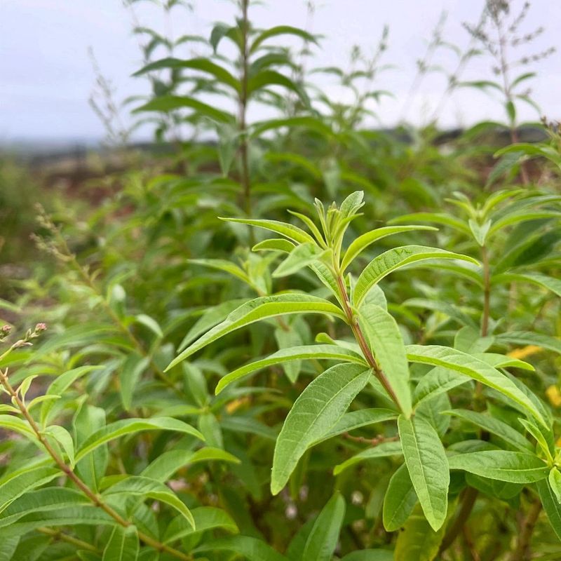 Lemon Verbena