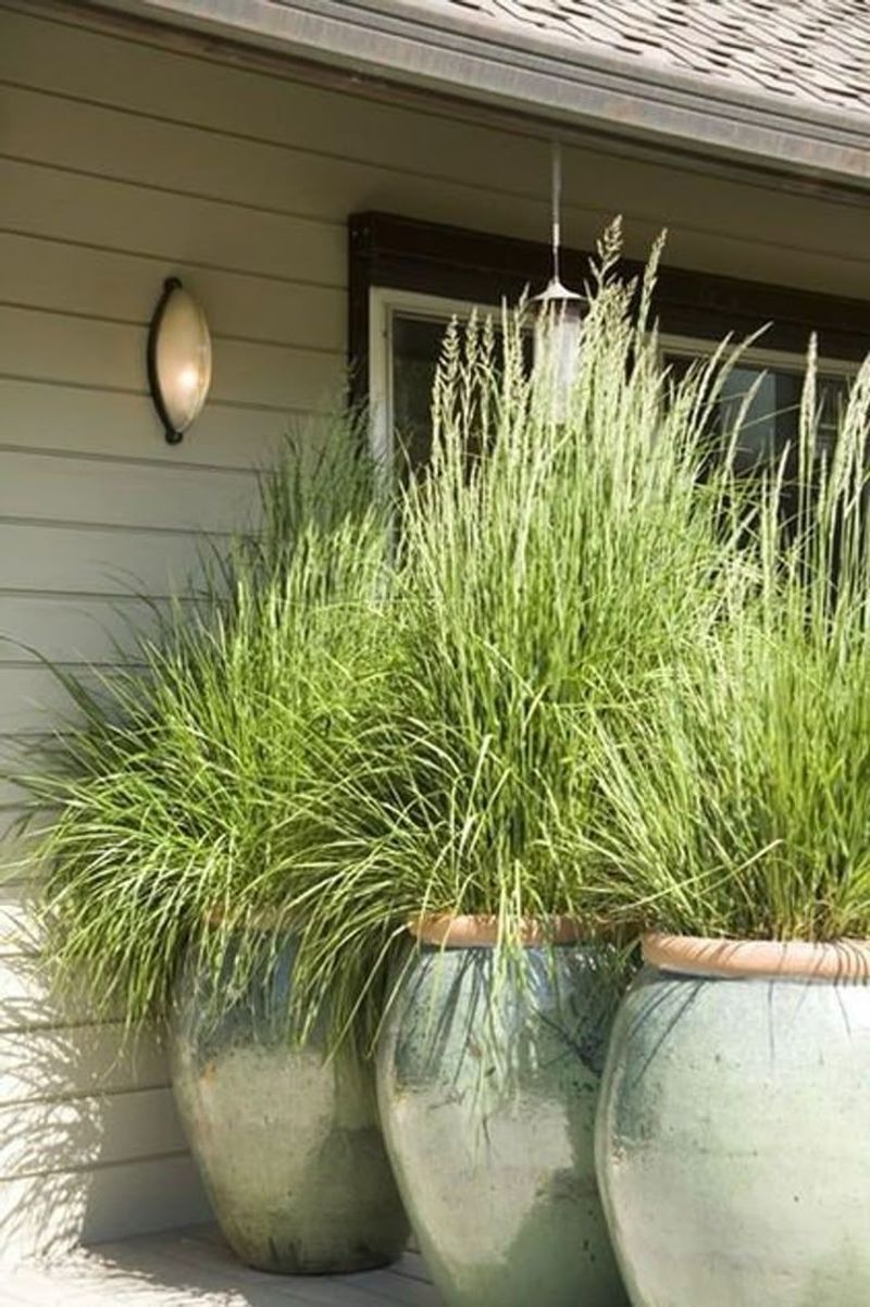 Lemongrass