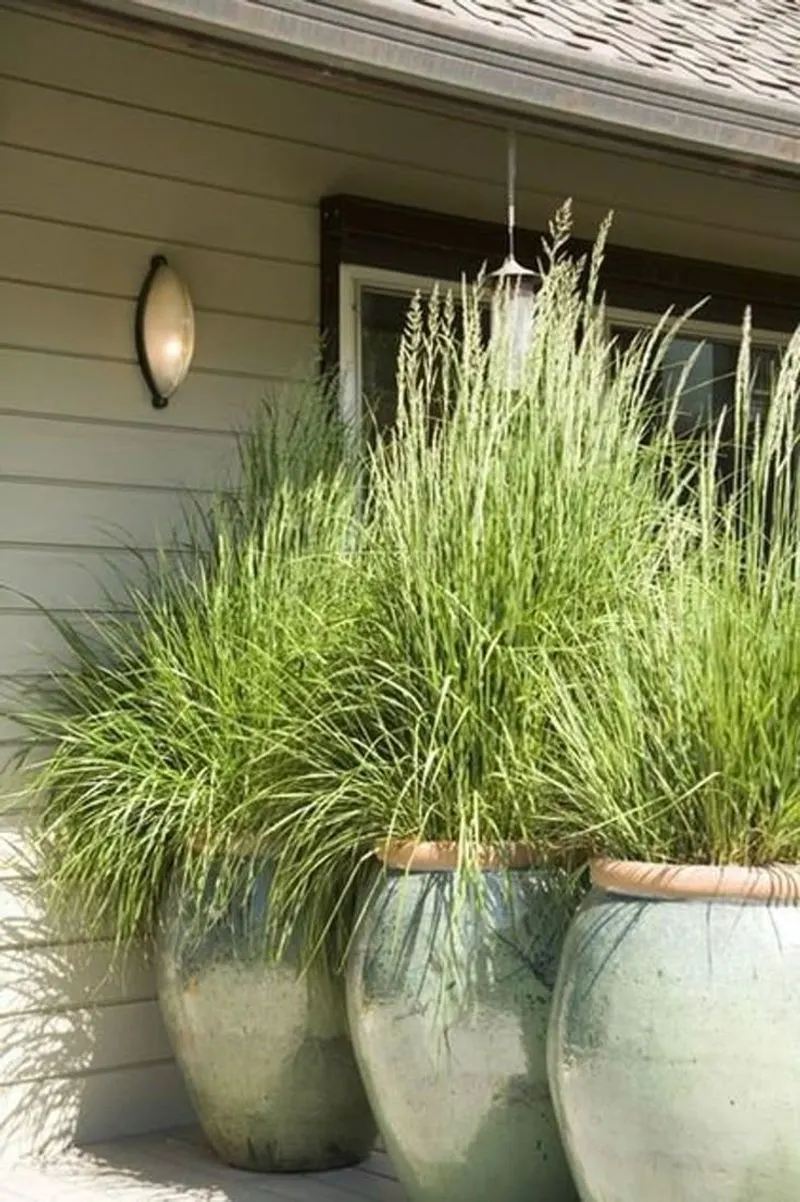 Lemongrass