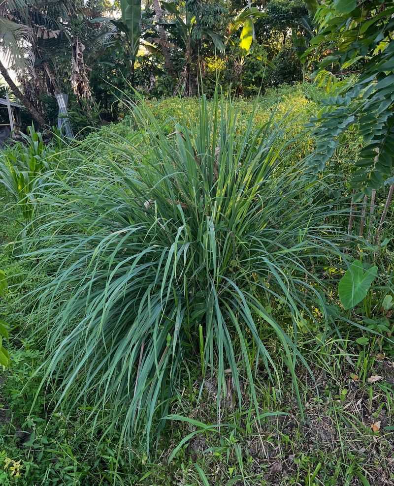 Lemongrass
