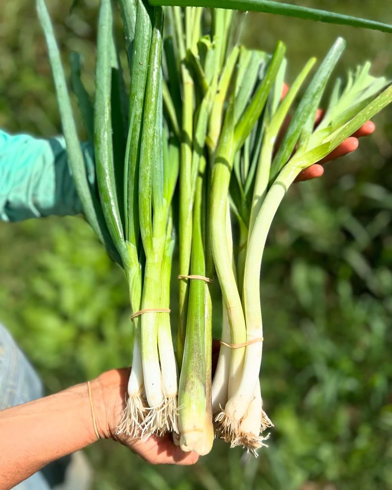Lemongrass