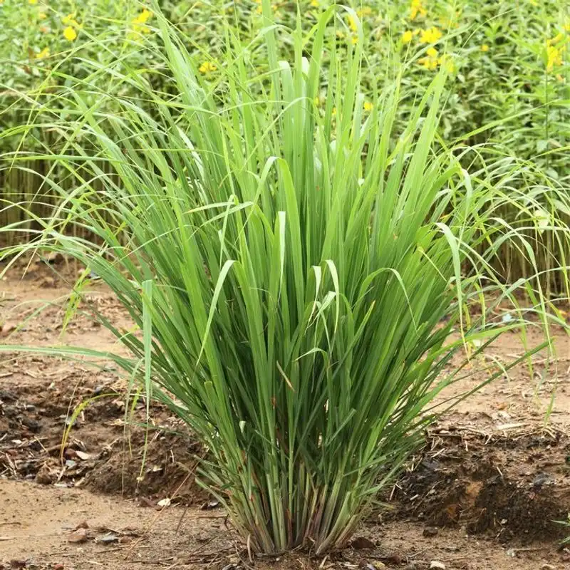 Lemongrass