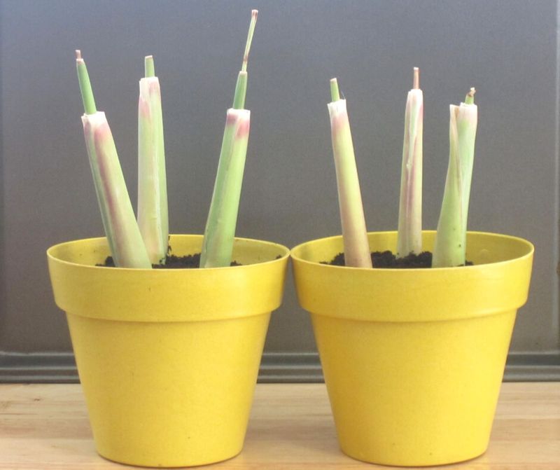 Lemongrass Stalks