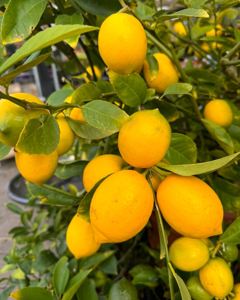 Lemons