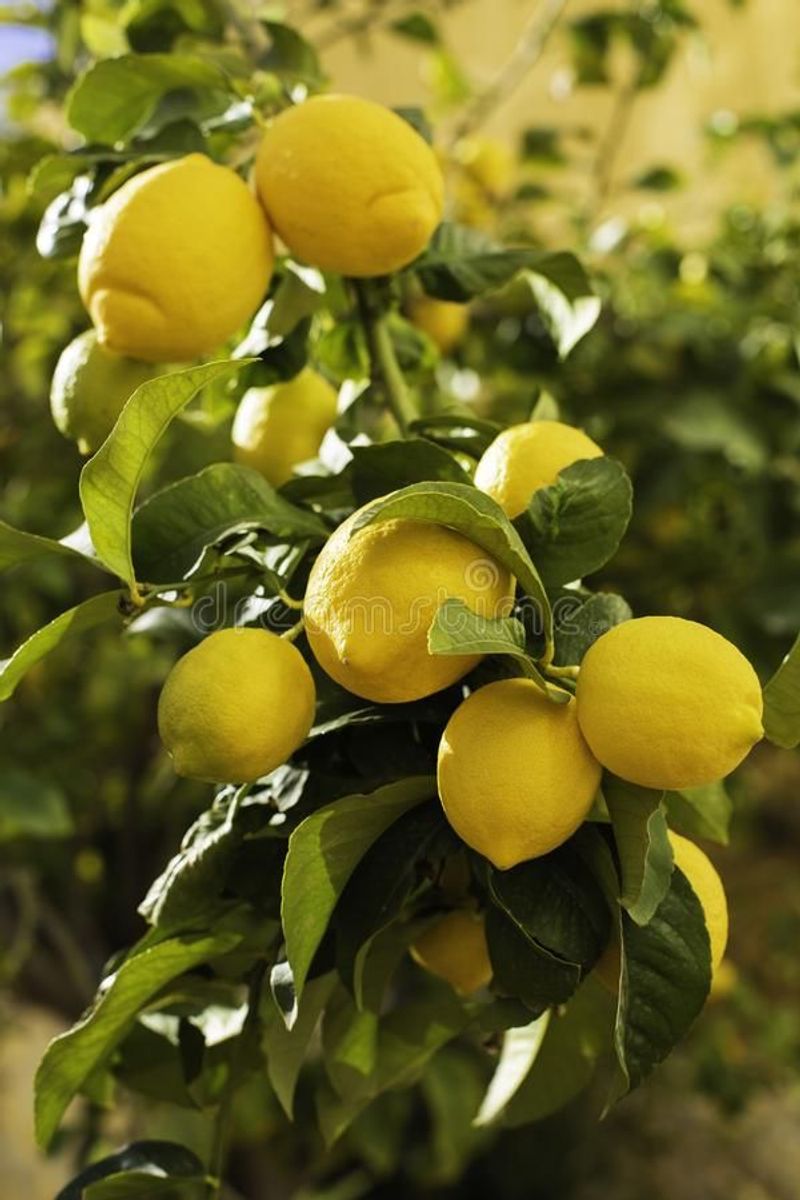 Lemons