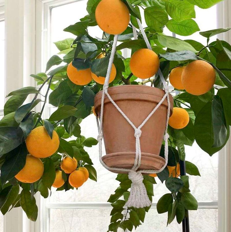 Lemons