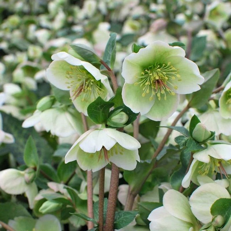 Lenten Rose