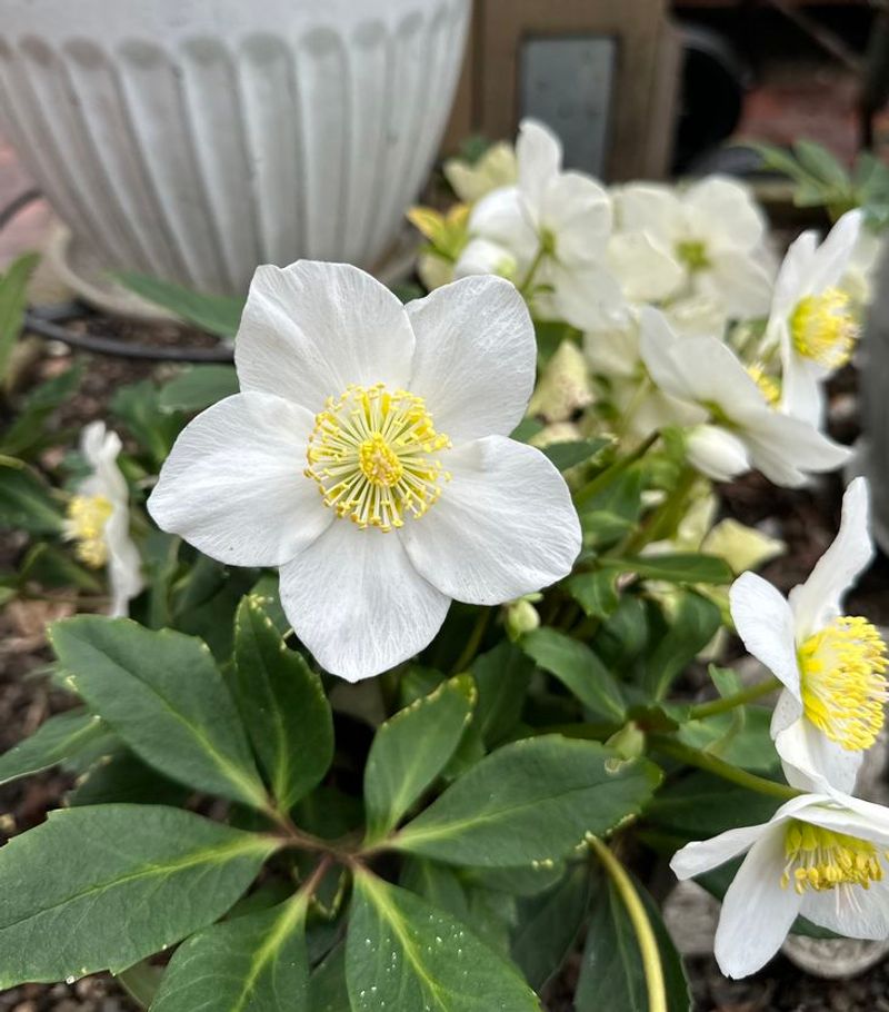 Lenten Rose