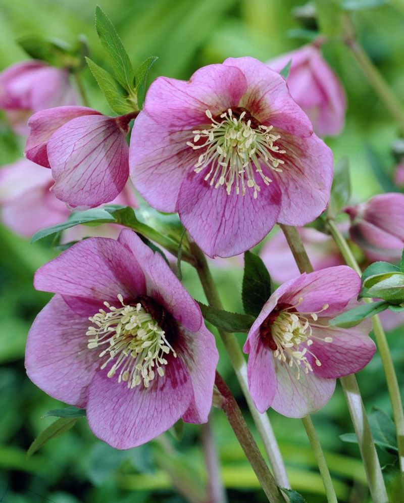 Lenten Rose