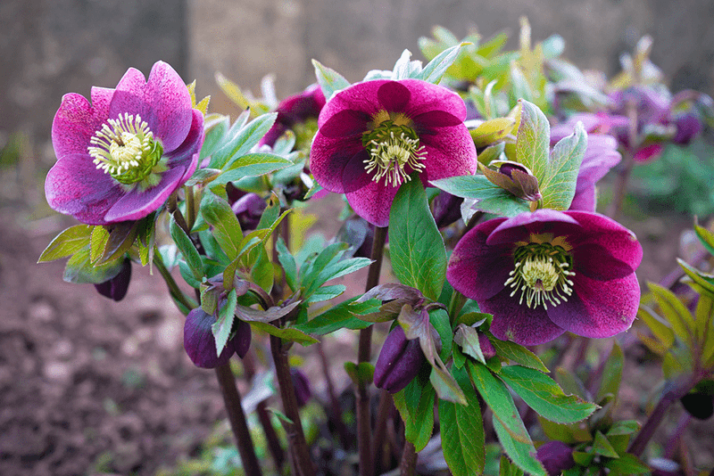 Lenten Rose