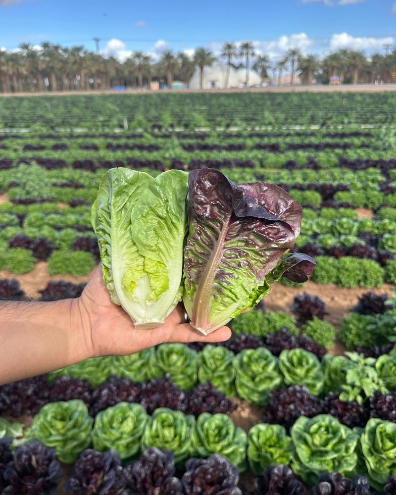 Lettuce