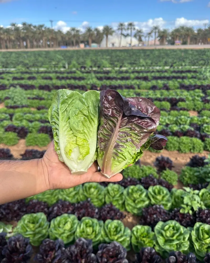Lettuce