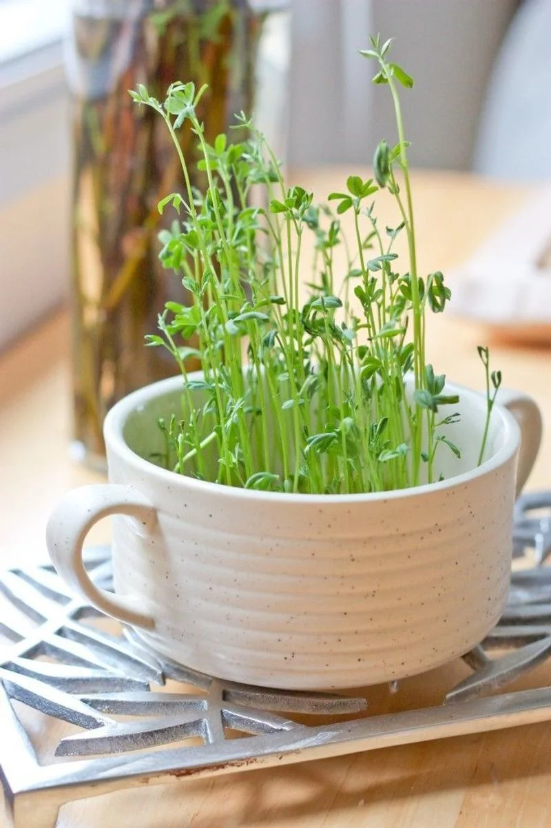 Microgreens