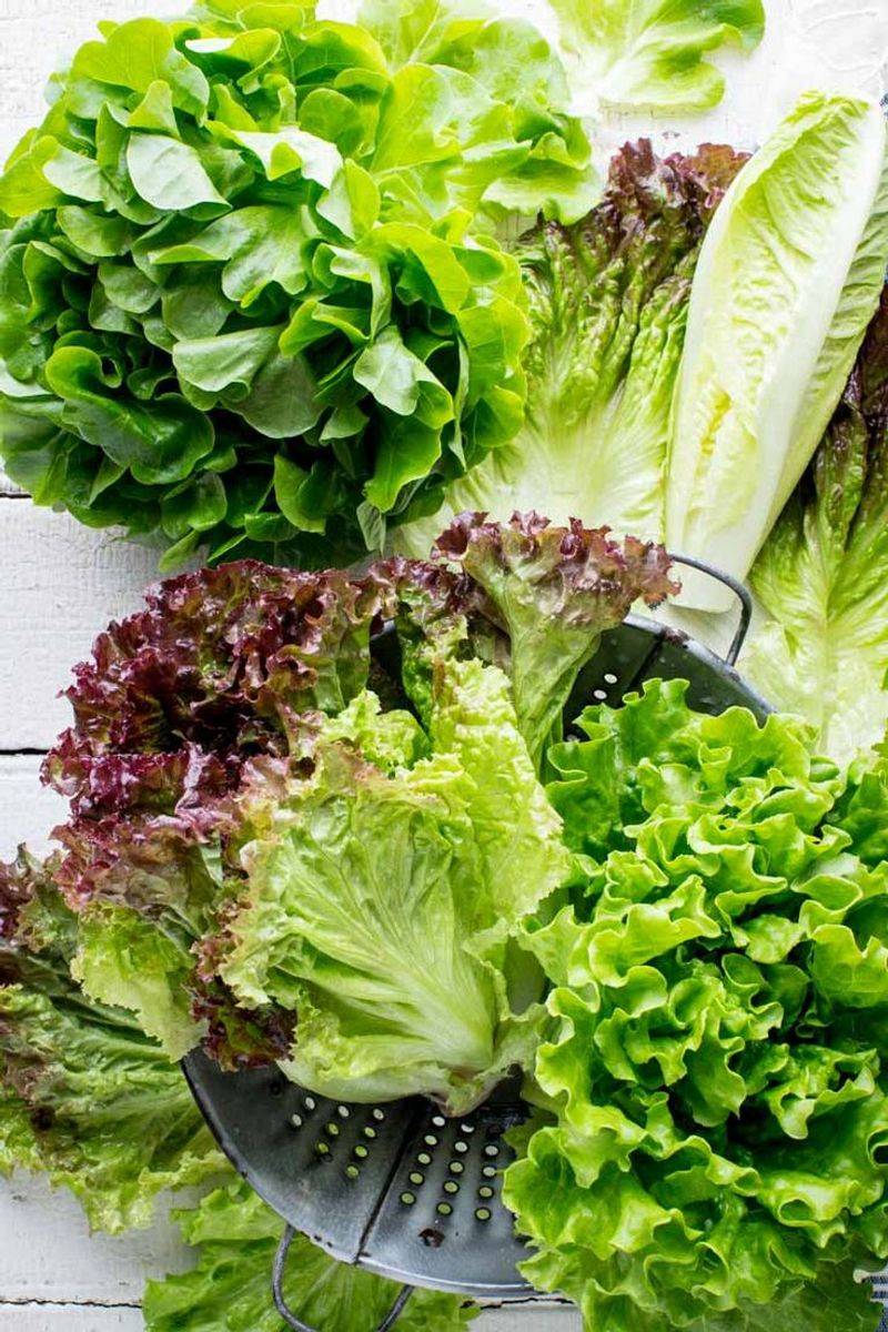 Lettuce