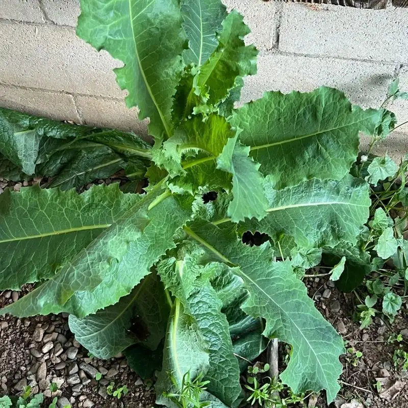 Lettuce