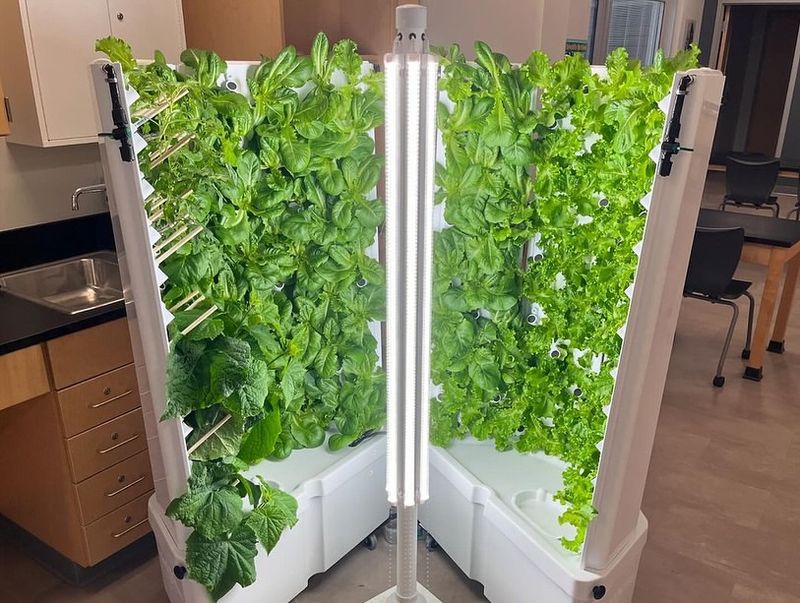 Lettuce