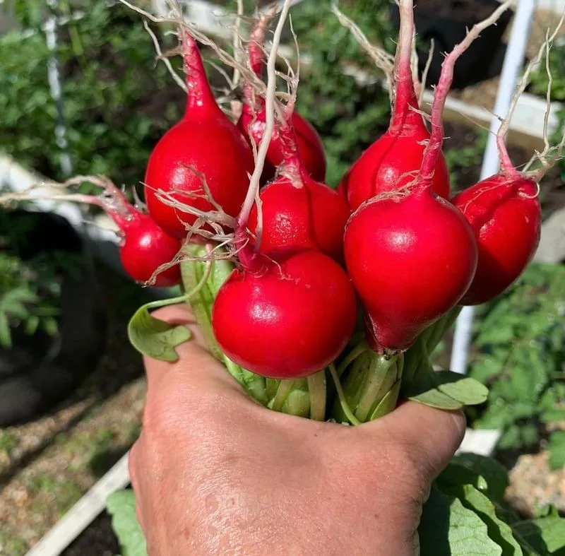 Radishes