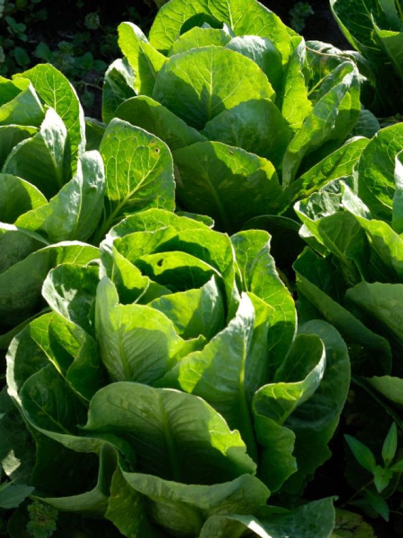 Lettuce