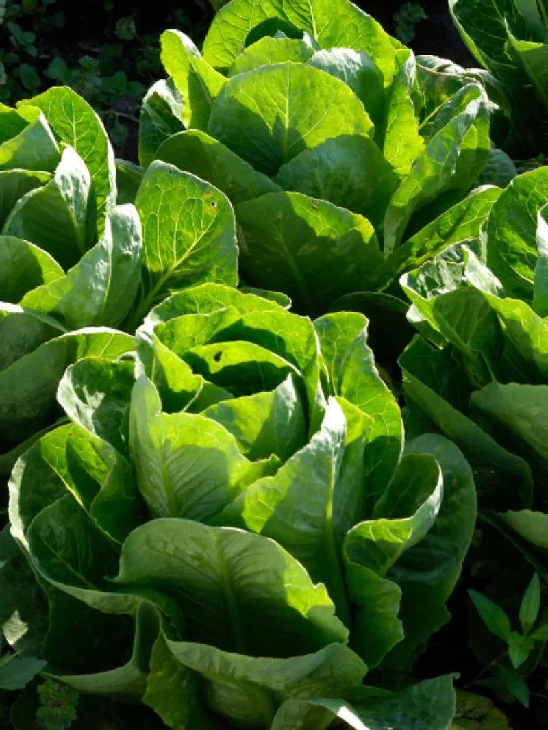 Lettuce