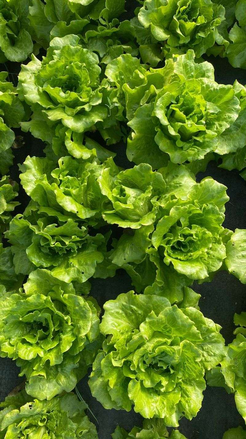 Lettuce