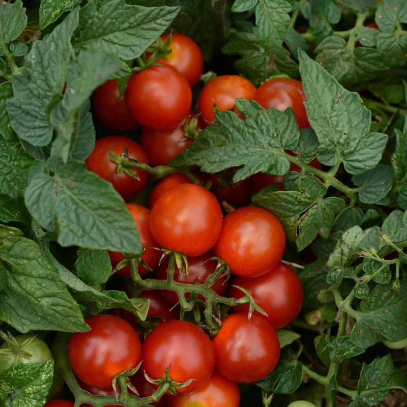 Cherry Tomatoes