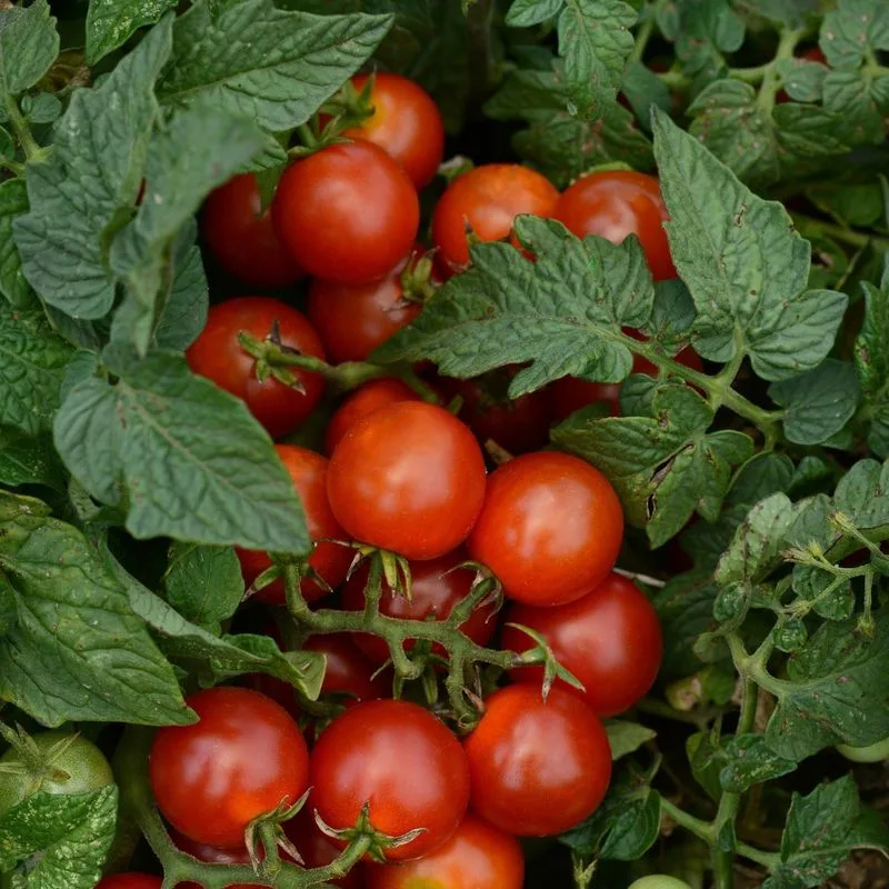 Cherry Tomatoes