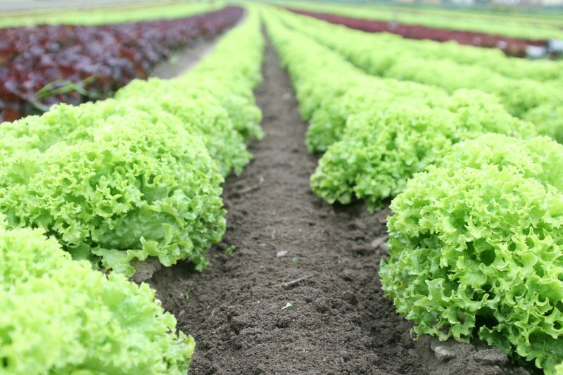 Lettuce & Chives
