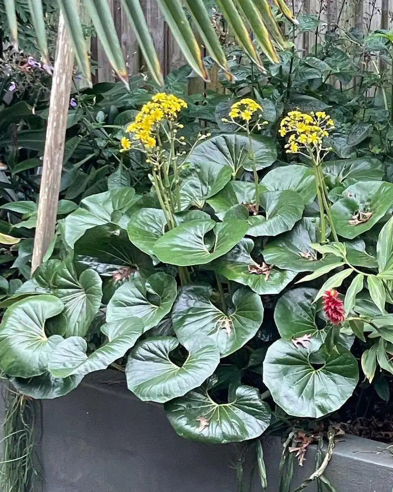 Ligularia