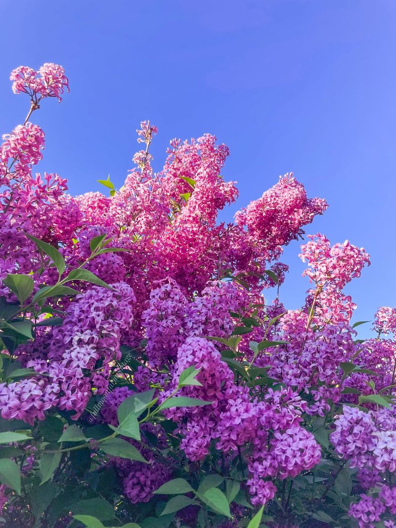 Lilac