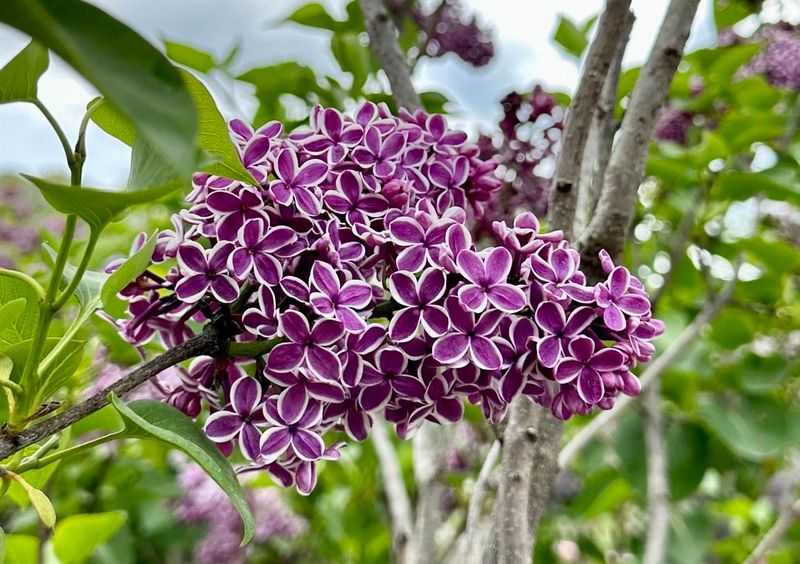 Lilac