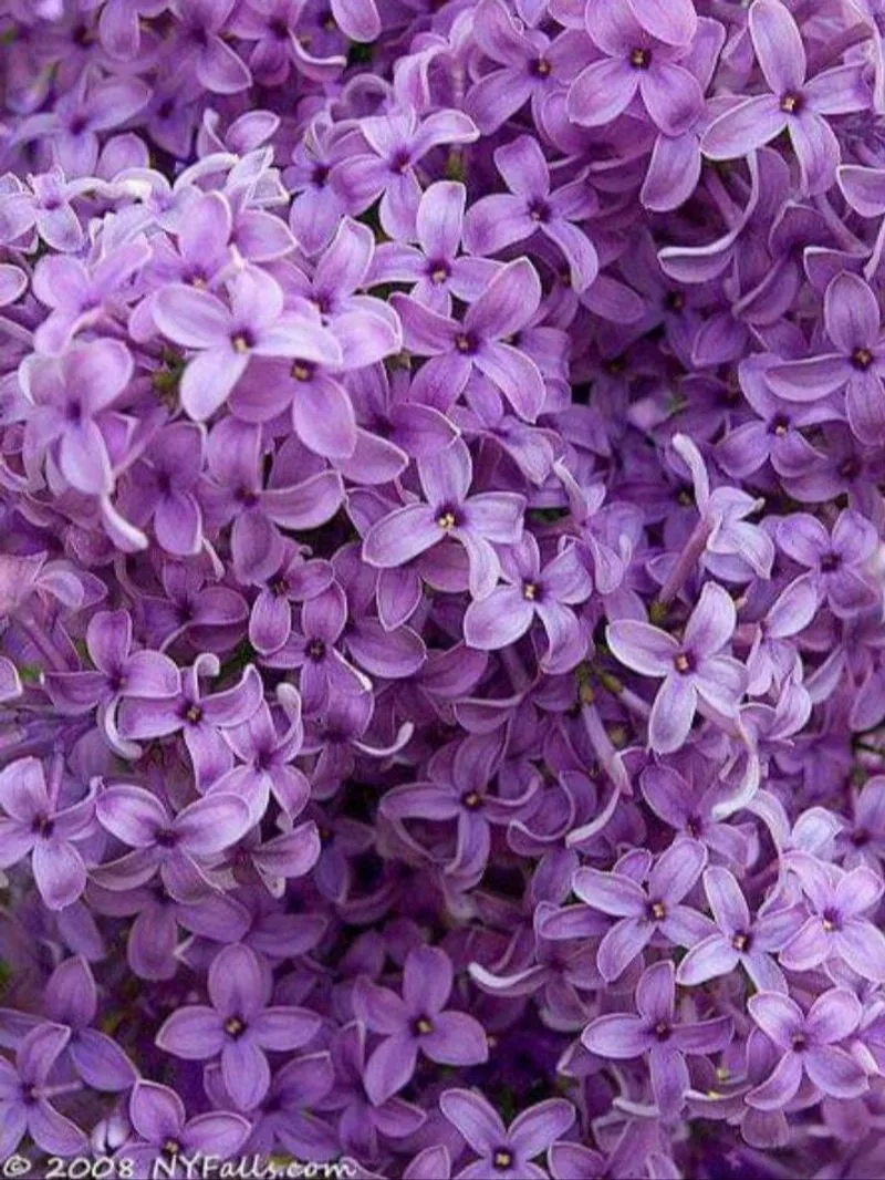 Lilac