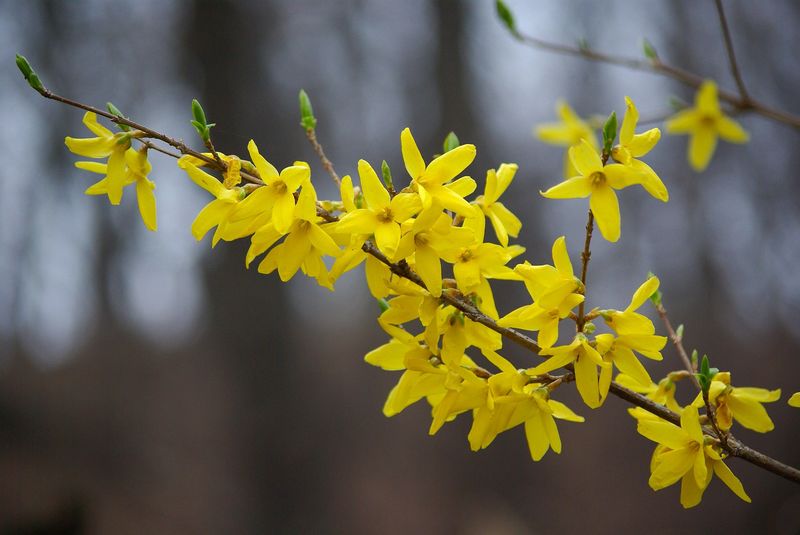 Forsythia