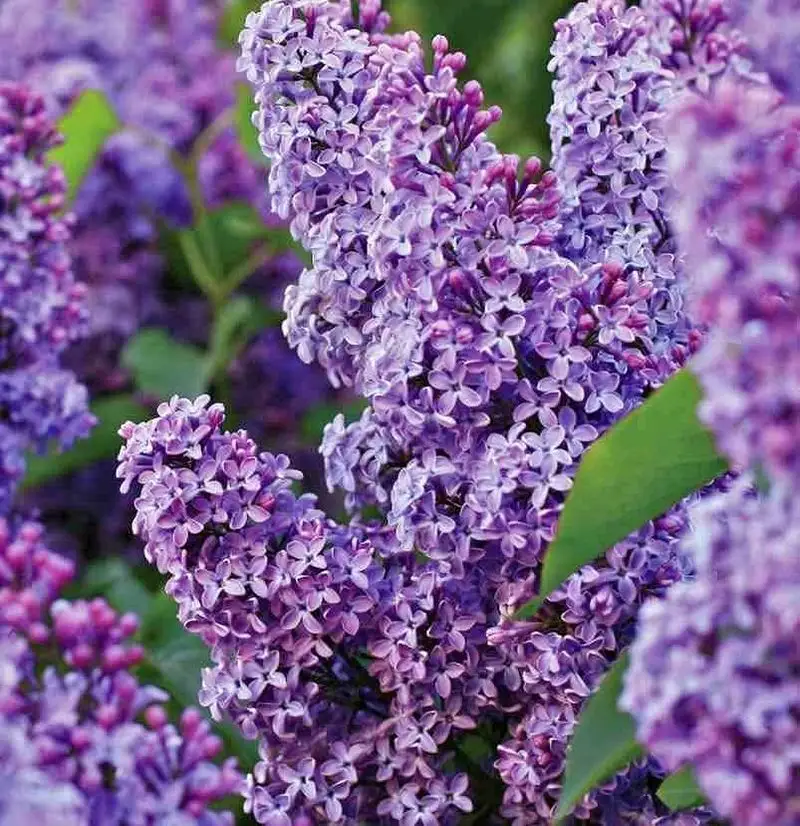 Lilac