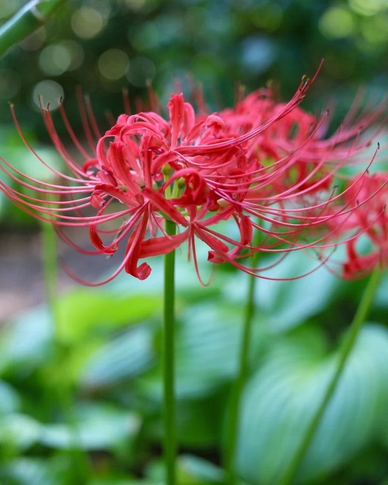 Lilies