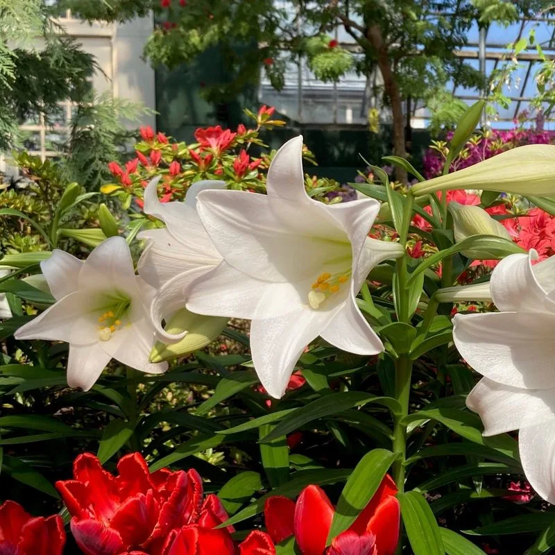 Lilies